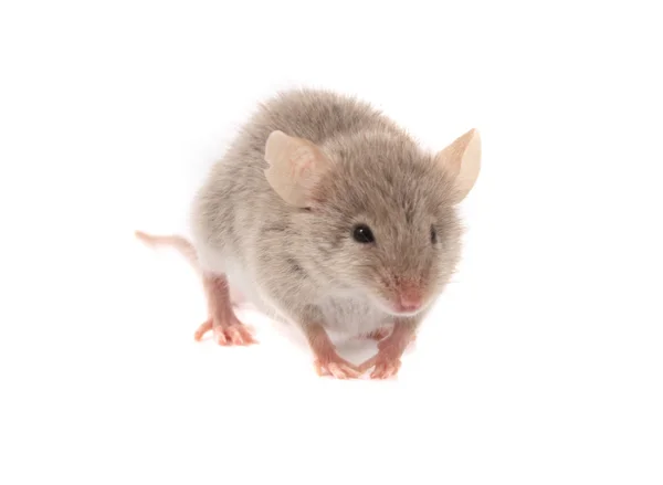 Mouse on white background — Stock Photo, Image