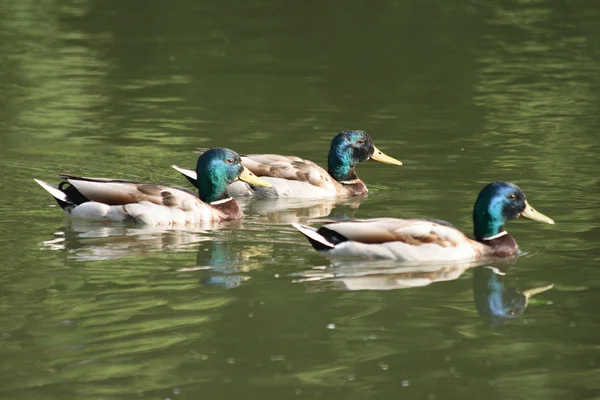 stock image Wild ducks