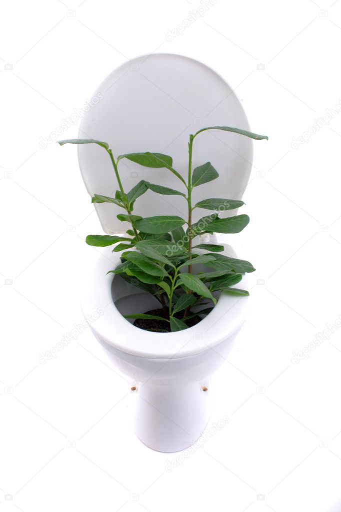 Toilet garden