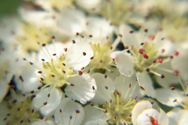 Beyaz çiçek arka plan — Stok fotoğraf