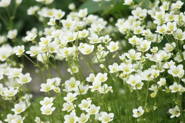 Біла квітка фону — стокове фото