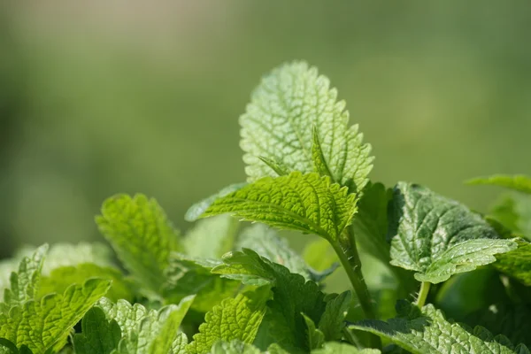 Green mint background — Stock Photo, Image