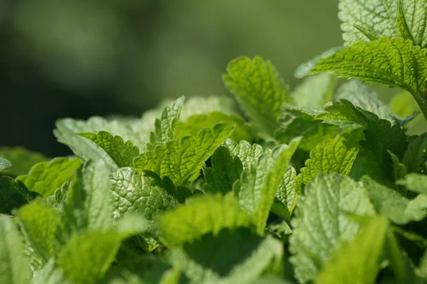 Green mint background — Stock Photo, Image