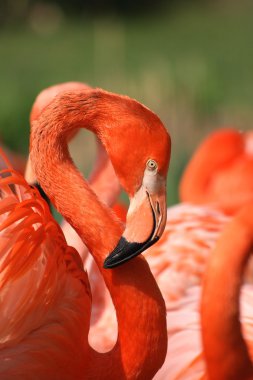 Flamingo clipart