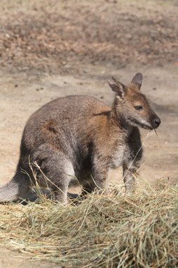 kanguru