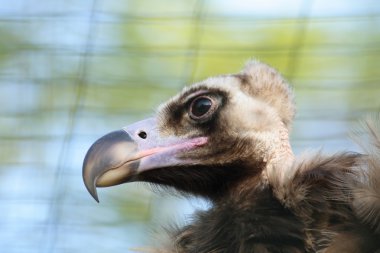 Head of vulture