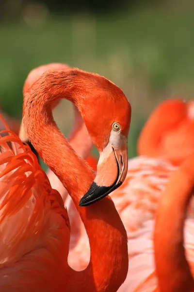 Flamingo —  Fotos de Stock