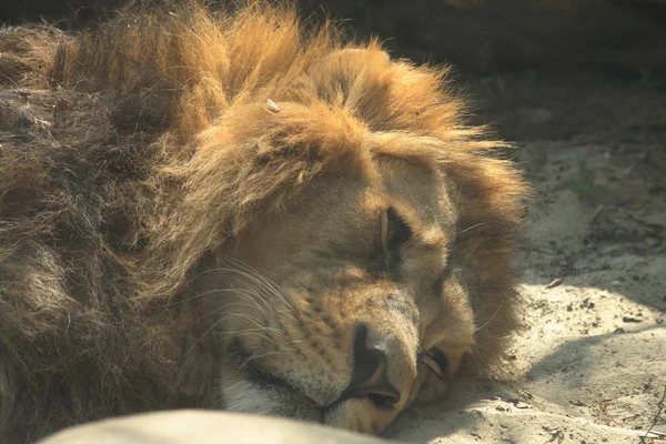 O leão está a descansar. — Fotografia de Stock