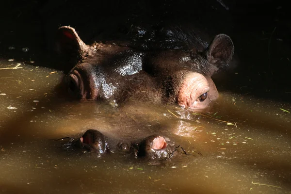Head of hippo — Stock Photo, Image