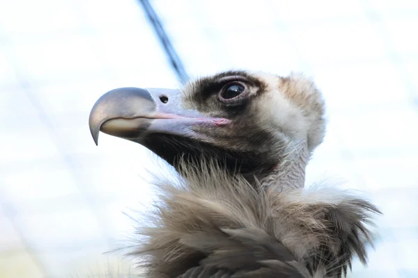 Cabeça de abutre — Fotografia de Stock