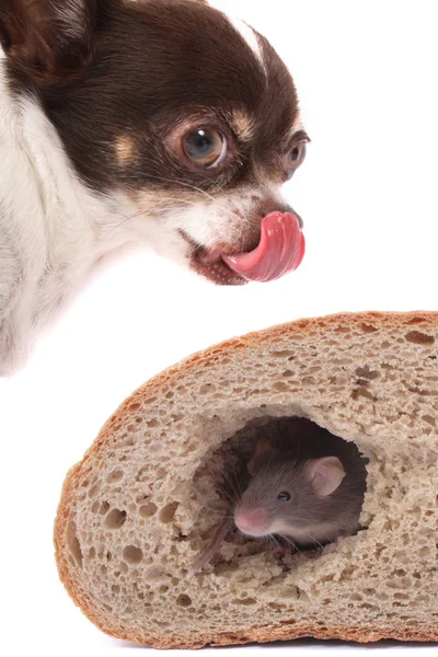 Chihuahua und Maus — Stockfoto