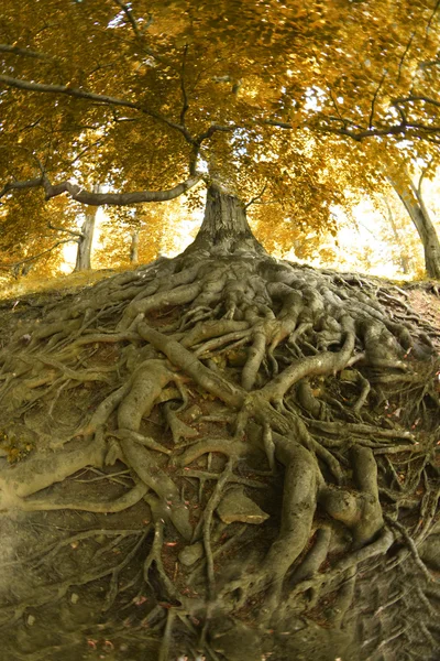 Stare drzewo — Zdjęcie stockowe