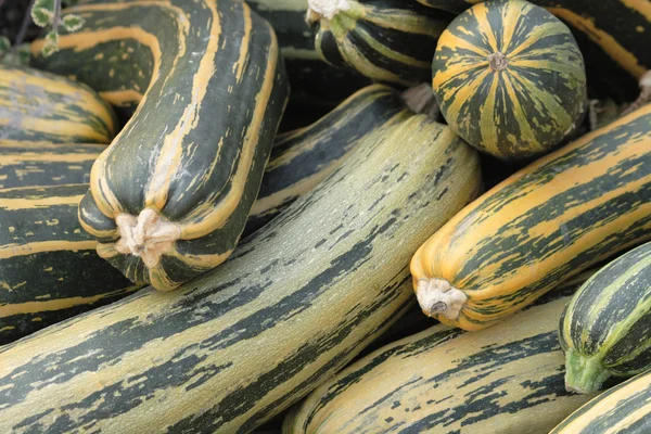 stock image Pumpkins