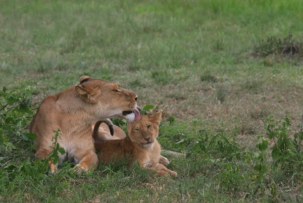 stock image Motherly Love