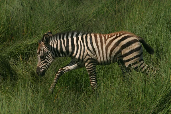 Молоду зебру — стокове фото