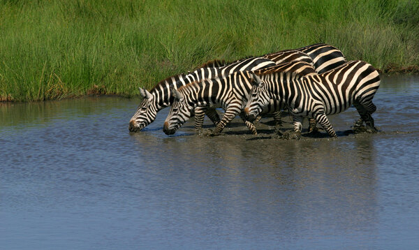 A group of zebras drinking in the river,serengeti,tanzania