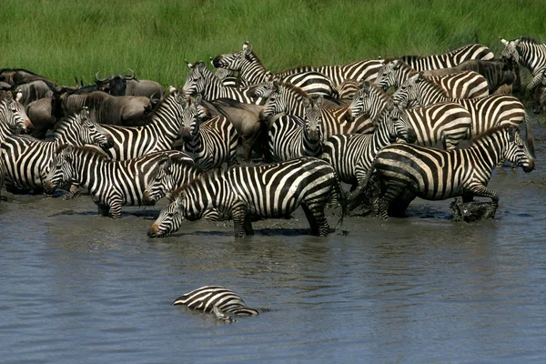 Nere vid floden, tanzania — Stockfoto