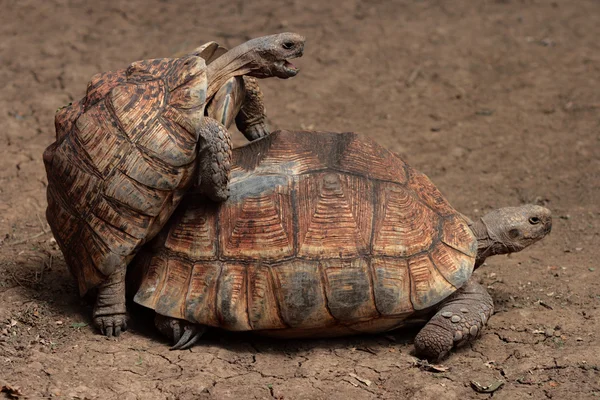 Λεοπάρδαλη χελώνα Royalty Free Εικόνες Αρχείου