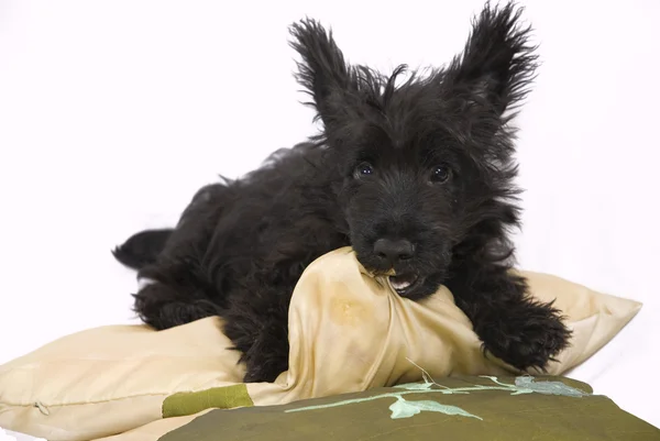 stock image Scottish Terrier puppy