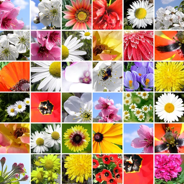 Collage de primavera . —  Fotos de Stock