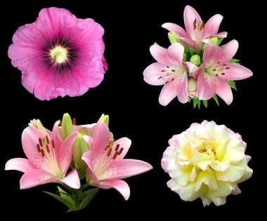 Flowers isolated on black. clipart