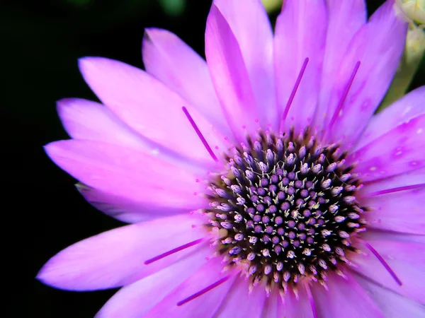 Çiçek yakın çekim — Stok fotoğraf