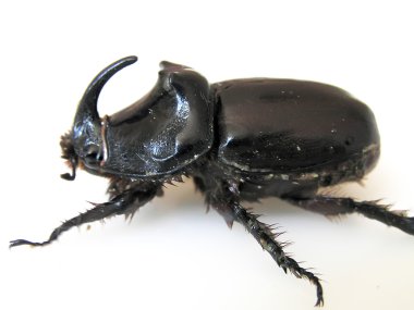 Rhinoceros Beetle clipart