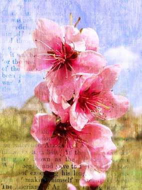 Spring flowering of a peach clipart