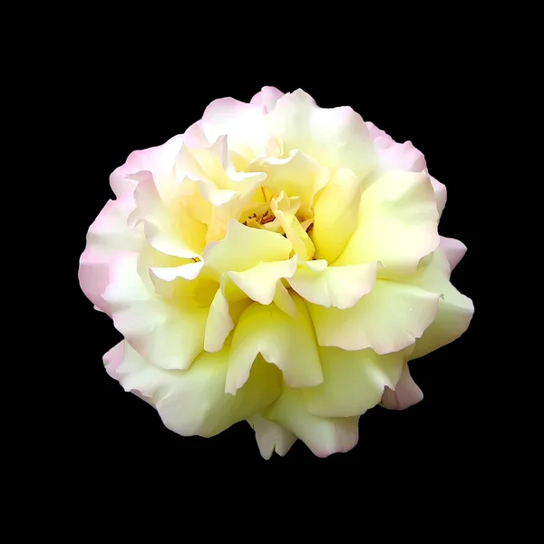 バラ花 — ストック写真