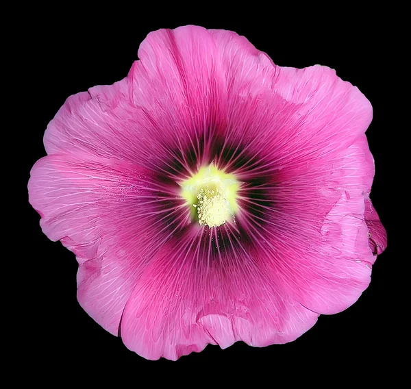 分離した「マルヴァ」の花 — ストック写真