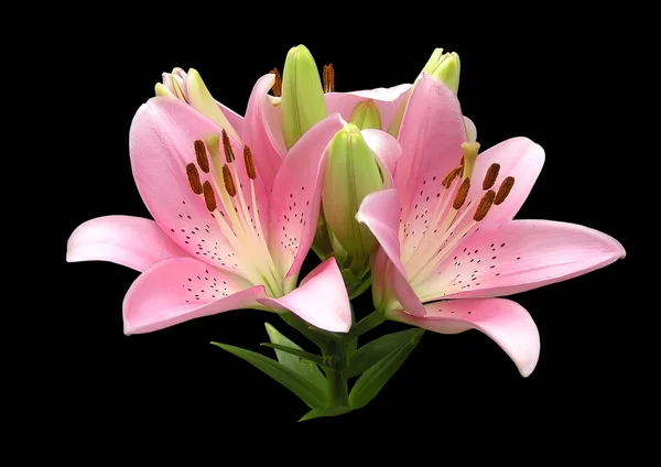 Lily blomma 2 — Stockfoto