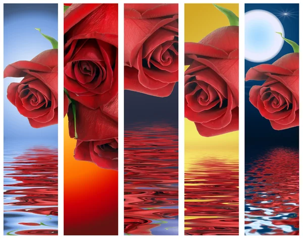 Vertikális banner-vörös rózsákkal — Stock Fotó