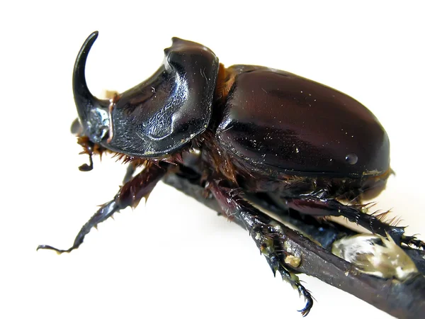 Rhinoceros Beetle — Stock Photo, Image