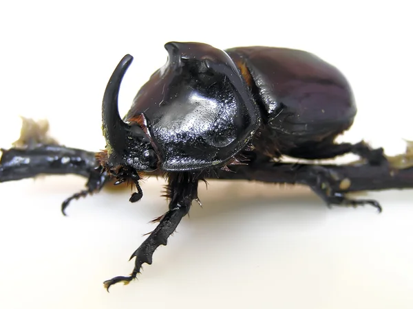 Stock image Rhinoceros Beetle