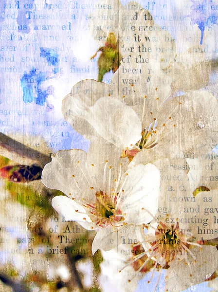 Spring flowering of a sweet cherry. — Stock Photo, Image