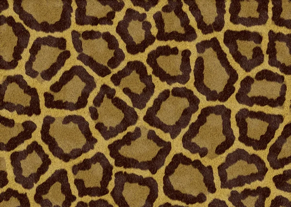Päls av en leopard — Stockfoto