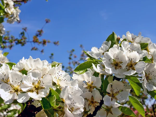 Kwitnąca drzewo gruszki — Zdjęcie stockowe