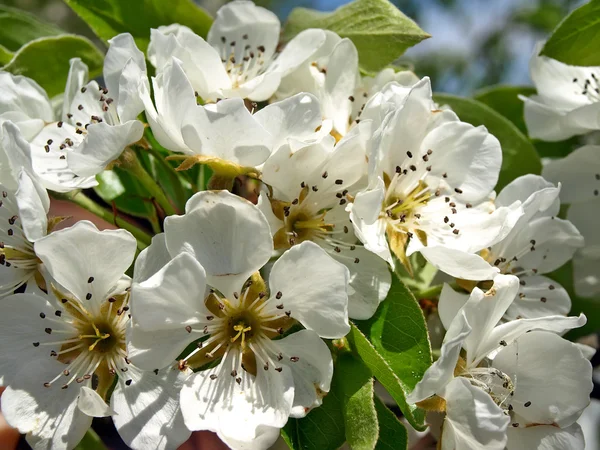 Kwitnąca drzewo gruszki — Zdjęcie stockowe