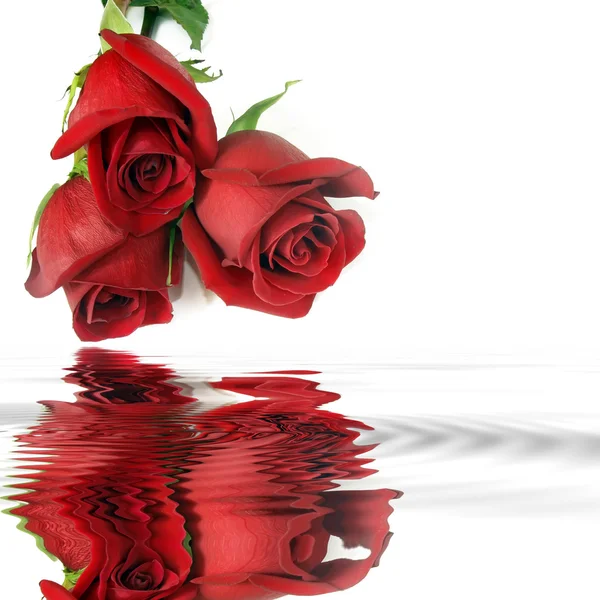 Röda rosor reflektion i vatten — Stockfoto