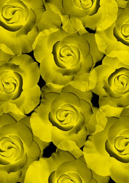 Gyönyörű sárga rózsák csillogó — Stock Fotó