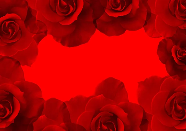 Belle rose rosse brillanti — Foto Stock