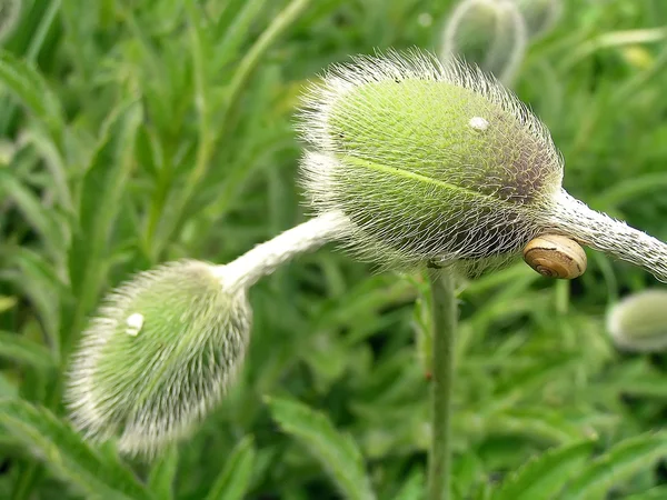 Brotes de una flor de amapola — Foto de Stock