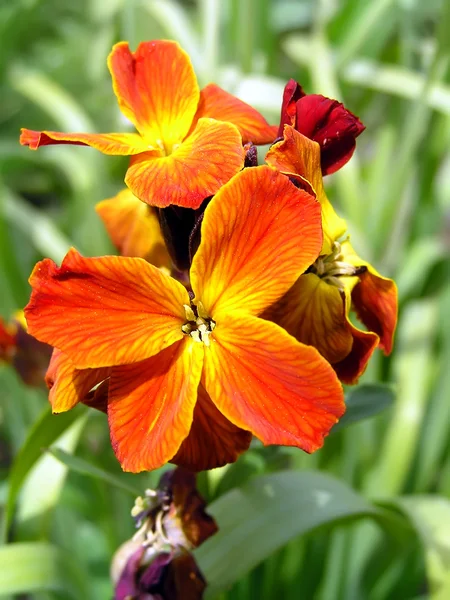 Turuncu-kırmızı çiçek — Stok fotoğraf