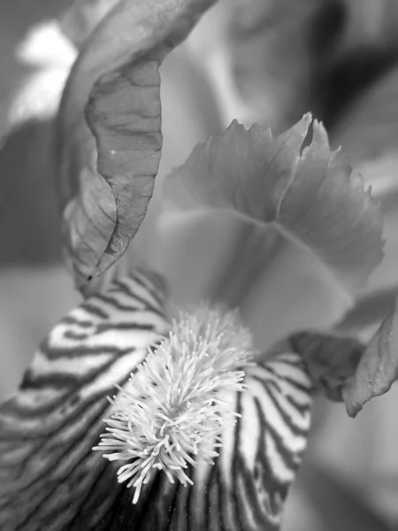 Květina Kosatec — Stock fotografie