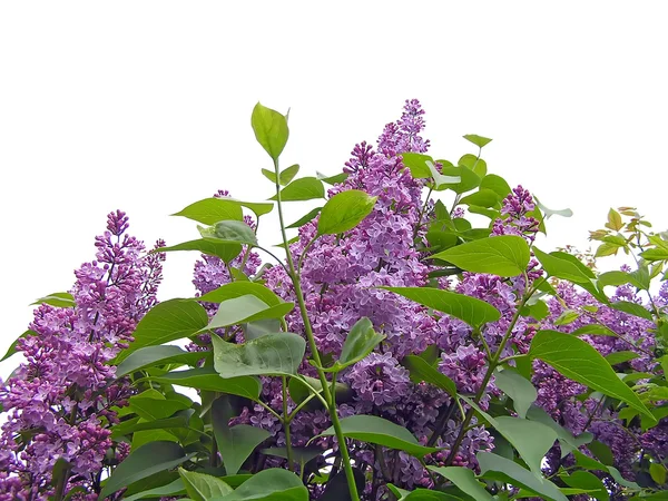 Stock image Lilac flowers over white