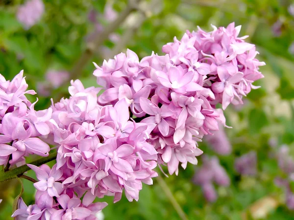 stock image Pink flowers of lilac.