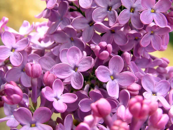 stock image Lilac flowers