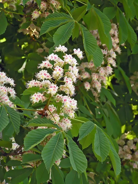 Blossom of horse-chestnut tree — Stock Photo, Image