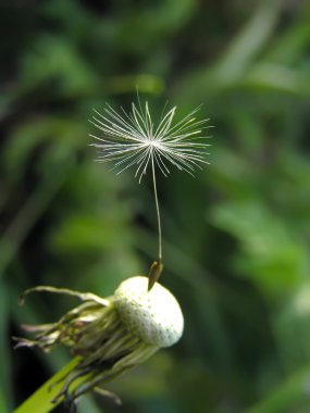 Last petal of a dandelion clipart