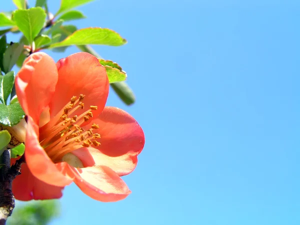 Rosa Blume und blauer Himmel — Stockfoto
